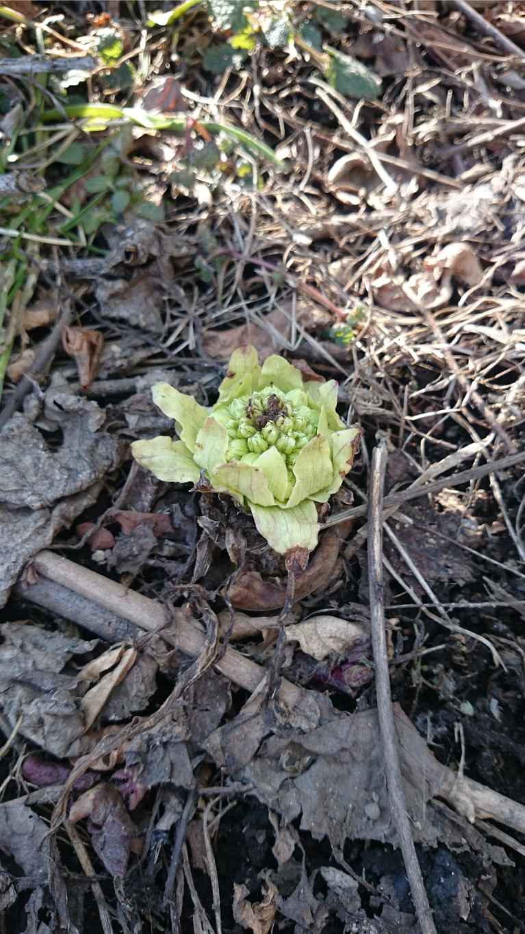 春を確信しました